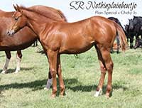 Plain Special filly - click to enlarge