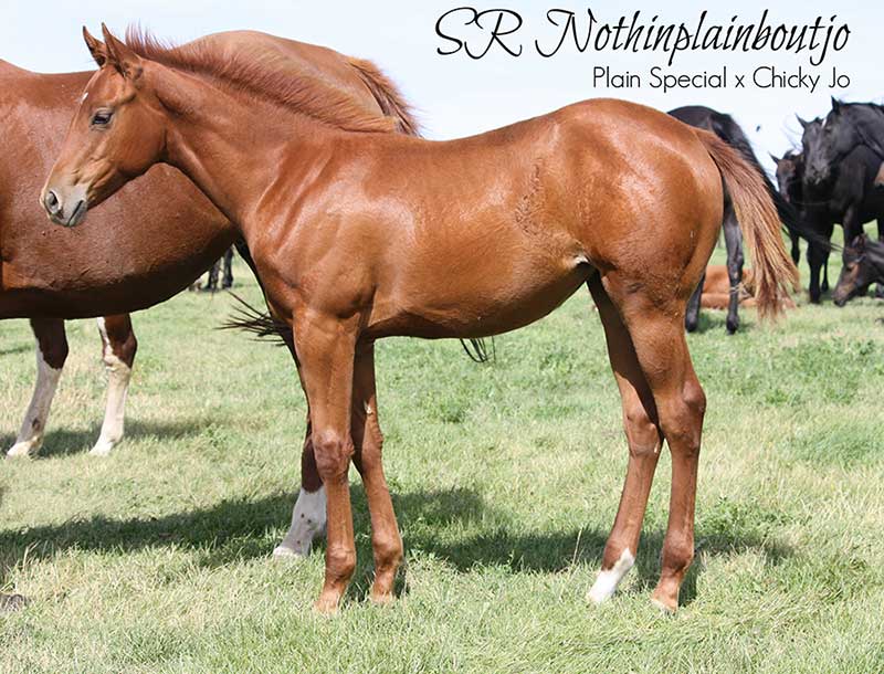 SR Nothinpainboutjo - 2015 Sorrel Super Stakes PLAIN SPECIAL filly out of Chicky Jo