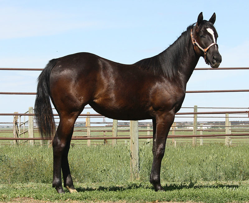 SR Plainlyimspecial - 2015 Black PLAIN SPECIAL filly out of EYEMASPECIALGAL