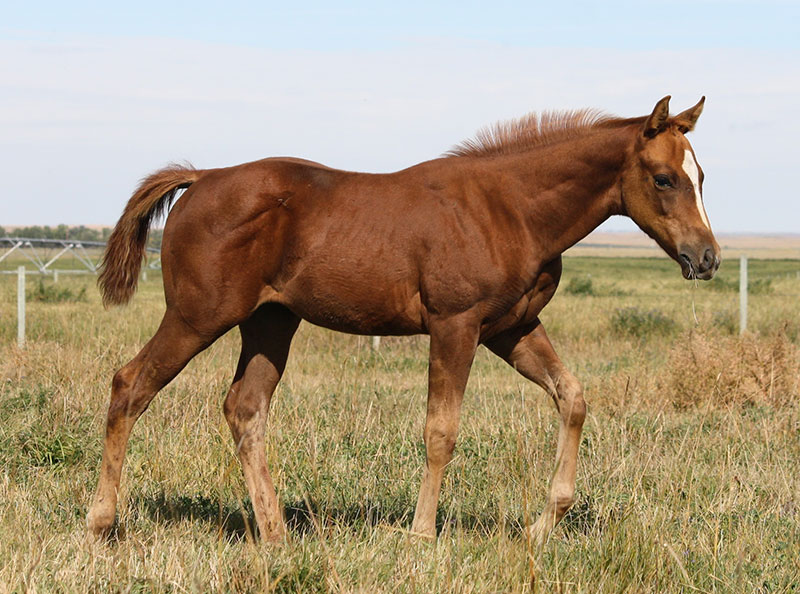 SR Rootbeermargarita - 2016 Root Beers Boots filly