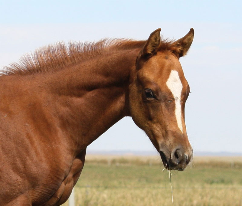 SR Rootbeermargarita - 2016 Root Beers Boots filly