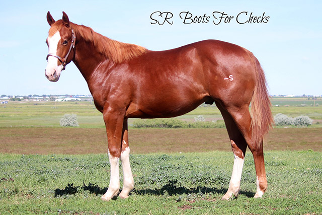 by ROOT BEERS BOOTS
out of KR Check Me Out a producing daughter of Six Fols