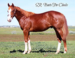 CBHI Sale Horse