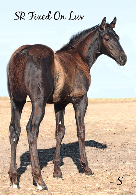 SR Fixed On Luv, an outstanding well bred FIX N TO appendix weanling filly out of a daughter of Valiant Hero! 