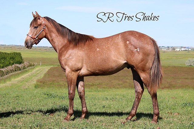 by IM DA BOSS, si 91
Out of proven daughter of a Leading Barrel Sire, Royal Shake Em