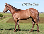 CBHI Sale Horse