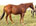 Judanette - Sandy Ridge Stallion Station Broodmare