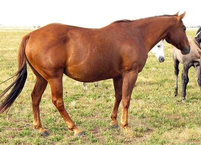 Judanette - Sired by Juno Dat Cash - Sandy Ridge Stallion Station