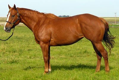 KR Check Me Out - Sandy Ridge Stallion Station Broodmare