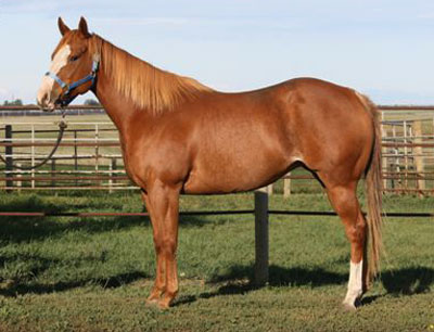 New Sandy Ridge broodmare - KR Mia la Jolla by Streakin La Jolla