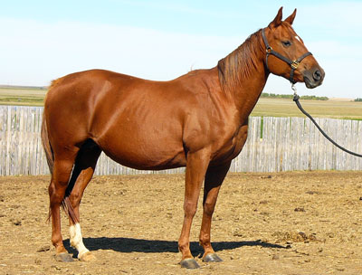 Nike Fuel - Sandy Ridge Stallion Station Broodmare sired by Gasohol our of Dam, Major Rene by Major Bonanaza