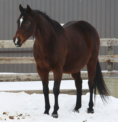 Pocketful or Dreams by Magic Dozen - Sandy Ridge Stallion Station