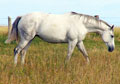 Savannah Blue Lace - dam of Dat Blue Moon, 2008 CPRA Reserve Barrel Racing Champion