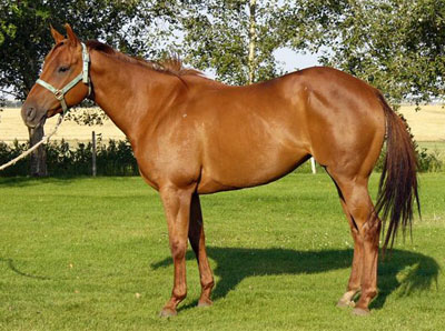 Whos Flying by Flying Effort and dam, Anywho si 103 - in foal to son of Dash Ta Fame