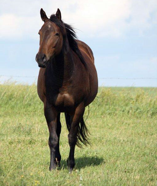 La Jollas Avenger by Streakin La Jolla - Sandy Ridge Stallion Station