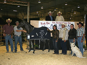 SR Ocean Blue - high selling yearling of the 2011 AQHRA sale