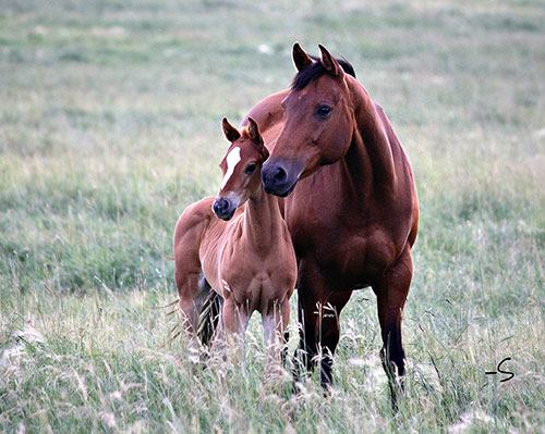 Southern Margarita & 2016 Root Beers Boots filly