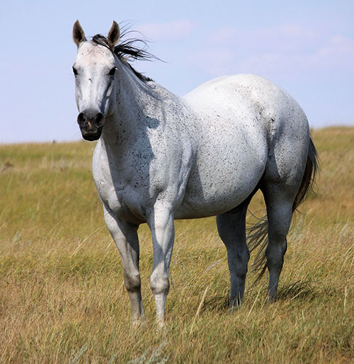 Belladonna Dancer by Judge Cash