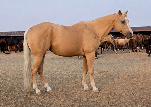 CC French And Famous x Guys Casanova Cowboy - 1.2 million sire earnings