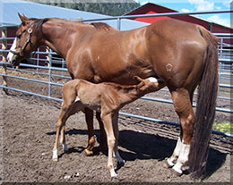 Dyna Fame with foal