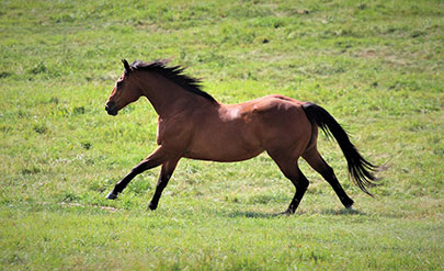 Stakes winner