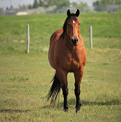 2005 bay mare