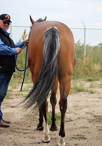 Kracklin Rosy - rear view