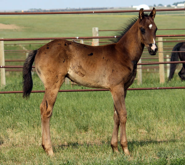 Fast Moon Chic - Dashin Maam colt