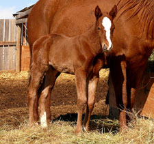 Crimson Jess foal - Sandy Ridge Stallion Station