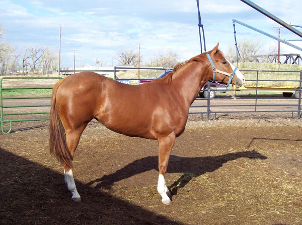 Streakin Jessie by Crimson Jess, Sandy Ridge Stallion Station