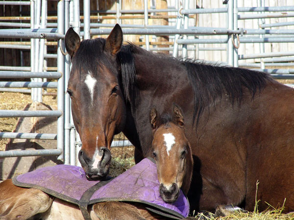 Dreams & her 2009 colt