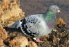 Homing Pigeon