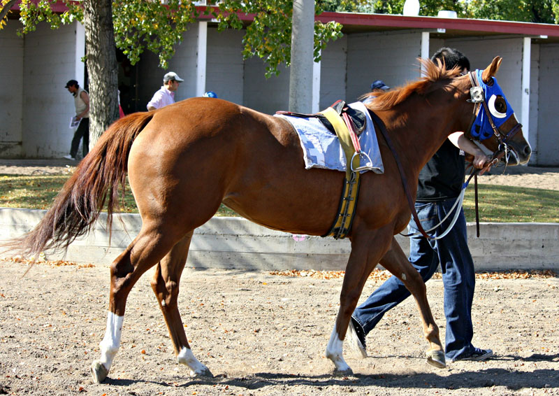 SR Rode Tah Glory tied for tied for Alberta Race 2 Yr Old Champion and also won Champion 2 Yr Old Alberta Bred Filly and Champion Alberta Bred Reserve!!!!