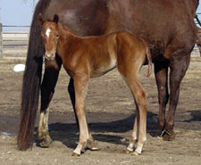 Dudes Genuine San foal