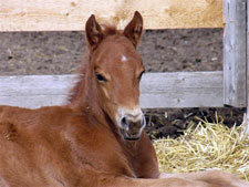 Dudes Genuine San foal