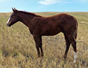 Boots colt