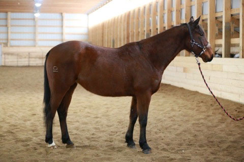 HD COLOR ME REBEL - 5 Yr old Bay APHA Mare