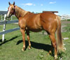 2003 Fast Moon Chic gelding for sale