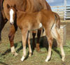 Sandy Ridge 2005 foal