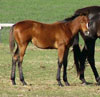 Docs Paradise filly for sale