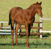 Chestnut colt for sale