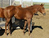 Millionaire Playboy filly