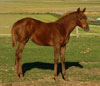 Docs Paradise filly