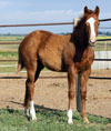 Crimson Jess foal