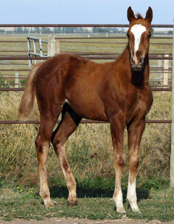 2010 Crimson Jess x Gasohols Honor sorrel colt