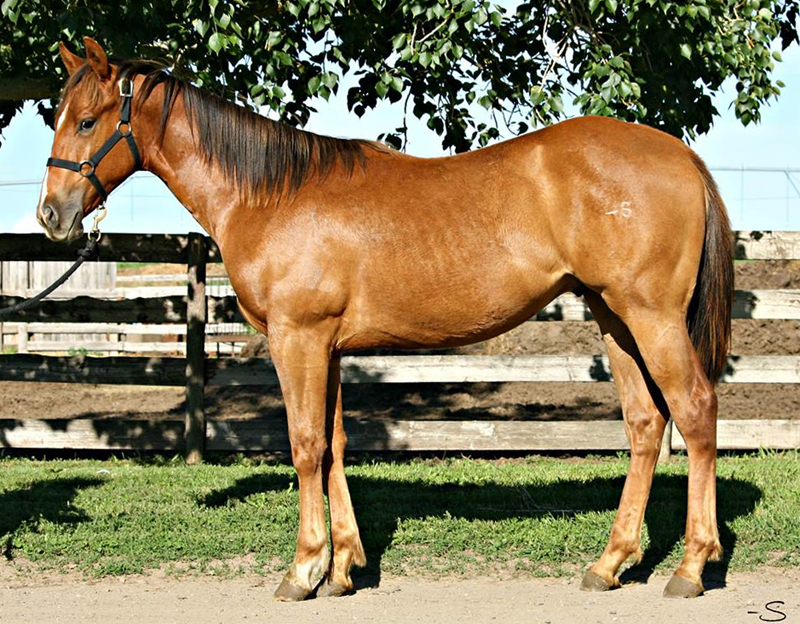 SR FAMED TA DA MOON, 2012 gelding, * Sells in the CBHI Breeders' Sale, October 12, 2013