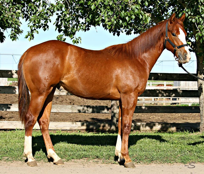 SR FAMOUSINPARADISE – 2012 sorrel gelding * Sells in the CBHI Breeders' Sale, October 12, 2013