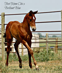 Chic-Brilliant Blue foal