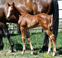 Root Beers Boots foal