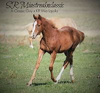 A Classic Guy foal